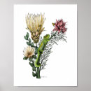 Suche nach protea poster Botanisch