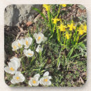 Suche nach crocus untersetzer Blume