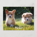 Suche nach pembroke corgi postkarten Welpen