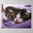 Suche nach schläfrige katze poster Kätzchen