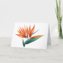 Suche nach strelitzia karten Tropisch