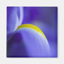 Suche nach iris blume magnete Gelb
