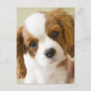 Suche nach spanielwelpe Fotografie
