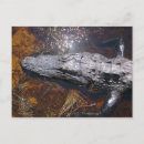 Suche nach florida alligator postkarten Sumpf
