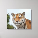Suche nach sibirischer tiger leinwandbilder Wild