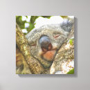 Suche nach koala leinwandbilder Koalgebär