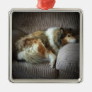 Suche nach rauer collie ornamente Haustiere