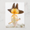 Suche nach goldfisch postkarten Schwarz