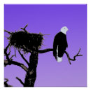 Suche nach alaska adler poster Weißkopfseeadler