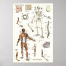 Suche nach medizinisches diagramm poster Anatomie