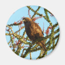 Suche nach bussard magnete Natur
