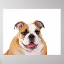Suche nach englisches poster Tiere