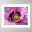 Suche nach mohn poster Rosa