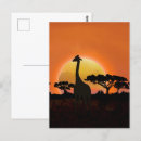 Suche nach tierpostkarten postkarten Giraffenkarte