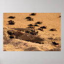 Suche nach lateinamerika poster Horizontal