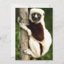Suche nach sifaka Wald