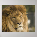 Suche nach lion head poster Jede person