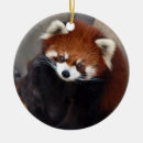 Suche nach roter panda ornamente Foto