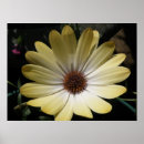 Suche nach osteospermum poster Natur