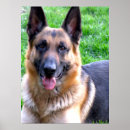 Suche nach niedliches gesicht poster Haustiere