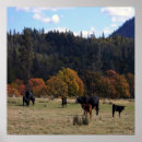 Suche nach herde poster Foto