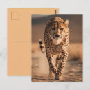 Suche nach gepard postkarten Safari
