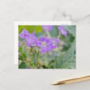 Suche nach geranium postkarten Botanisch