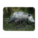 Suche nach opossum magnete Tier