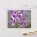 Suche nach orchideen foto postkarten Für alle