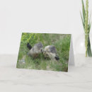 Suche nach murmeltier karten Groundhog