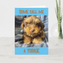 Suche nach yorkie geburtstag karten Fotografie