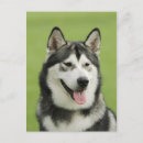 Suche nach malamute postkarten Niedlicher hund