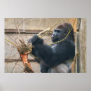 Suche nach silverback gorilla poster Tierwelt