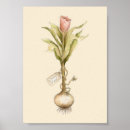 Suche nach tulip poster Rosa