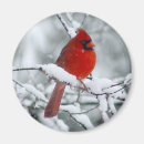 Suche nach schneemagnet Vögel