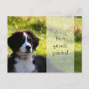 Suche nach sennenhund postkarten Niedlich