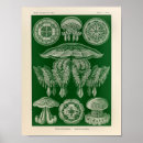 Suche nach jellyfish kunst Meer