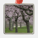 Suche nach kirschbaum ornamente Rosa