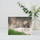 Suche nach kaninchen foto postkarten Für alle