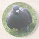 Suche nach tauben untersetzer Vögel