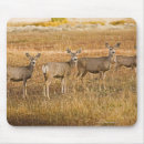 Suche nach odocoileus Tag