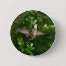 Suche nach kolibri buttons Vogel