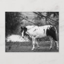 Suche nach paint horse postkarten Pferd