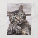 Suche nach tigerkatze postkarten Jede person
