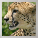 Suche nach gepard druck poster Große katze