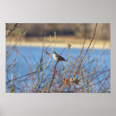 Suche nach spottdrossel poster Fotografie