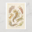 Suche nach haeckel postkarten Vintage