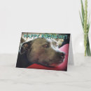 Suche nach bullterrier karten Staffy