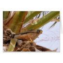 Suche nach falco postkarten Vogelbeobachtung