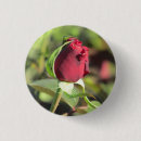 Suche nach knospen buttons Rose
